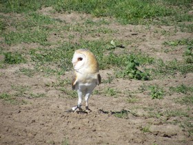 Bocholt Und Mehr Kurbisfest Vogel Flugshow De Valkenhof