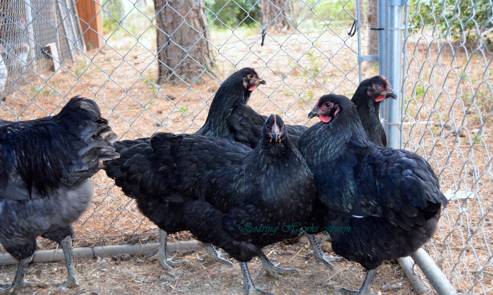 Soaring Hawks Farm Jersey Giants Blue,Black,Splash