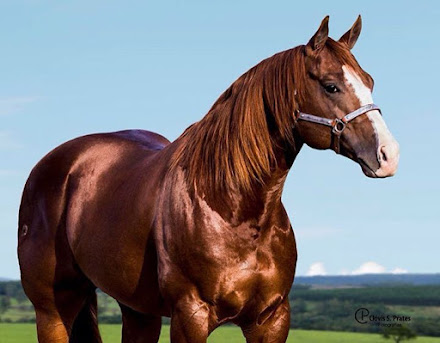 Cavalos Quarto De Milha