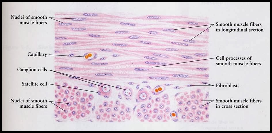 Histology Drawings: January 2014