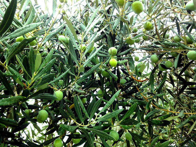 Aceitunas