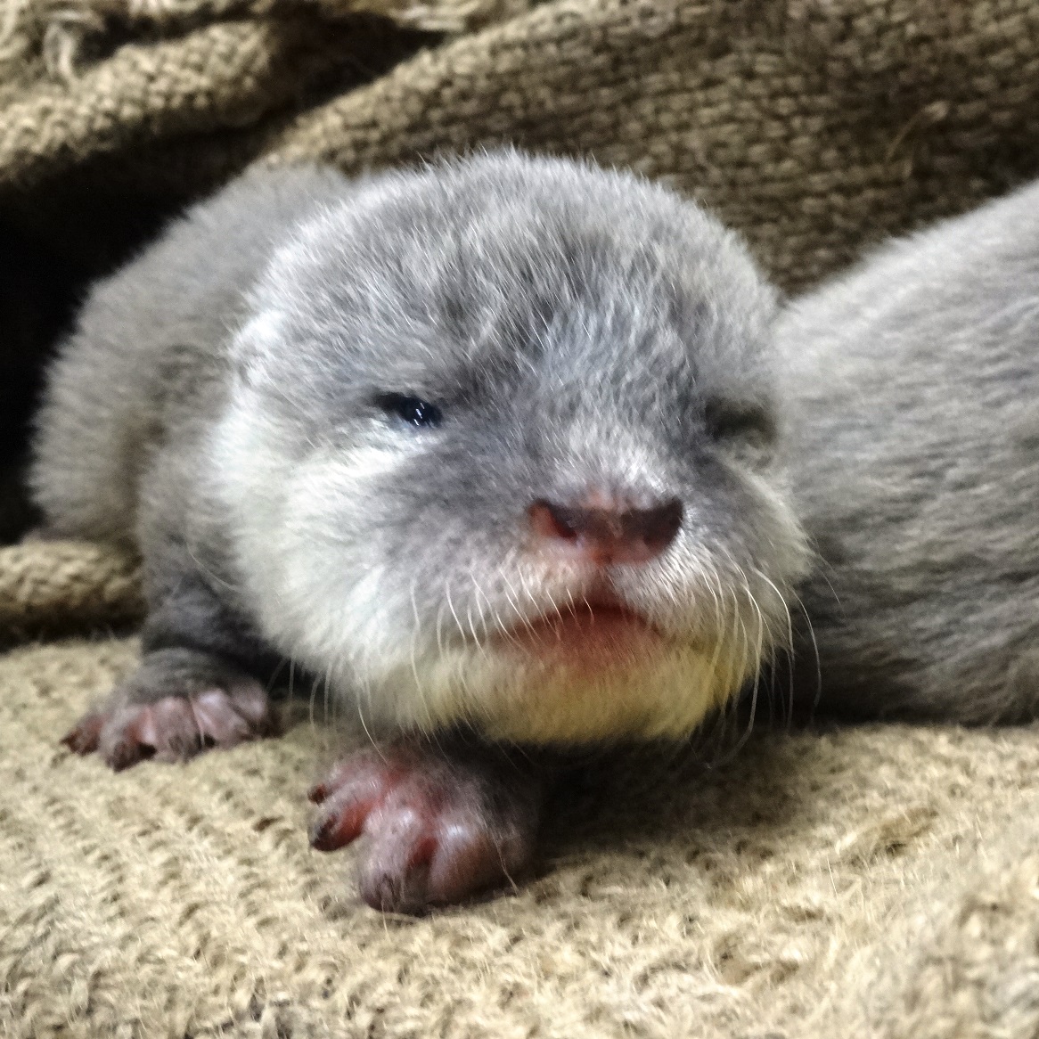 福岡市動物園ブログ コツメカワウソの赤ちゃん 生後1ヶ月の成長記