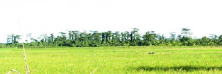 umbrella tree, bislig trees