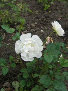 Züchtung "Schneemädchen"