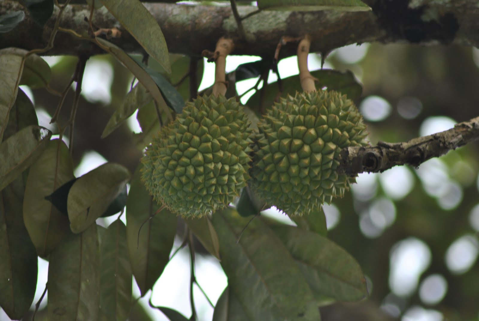 PANGSENAM: Buah durian...