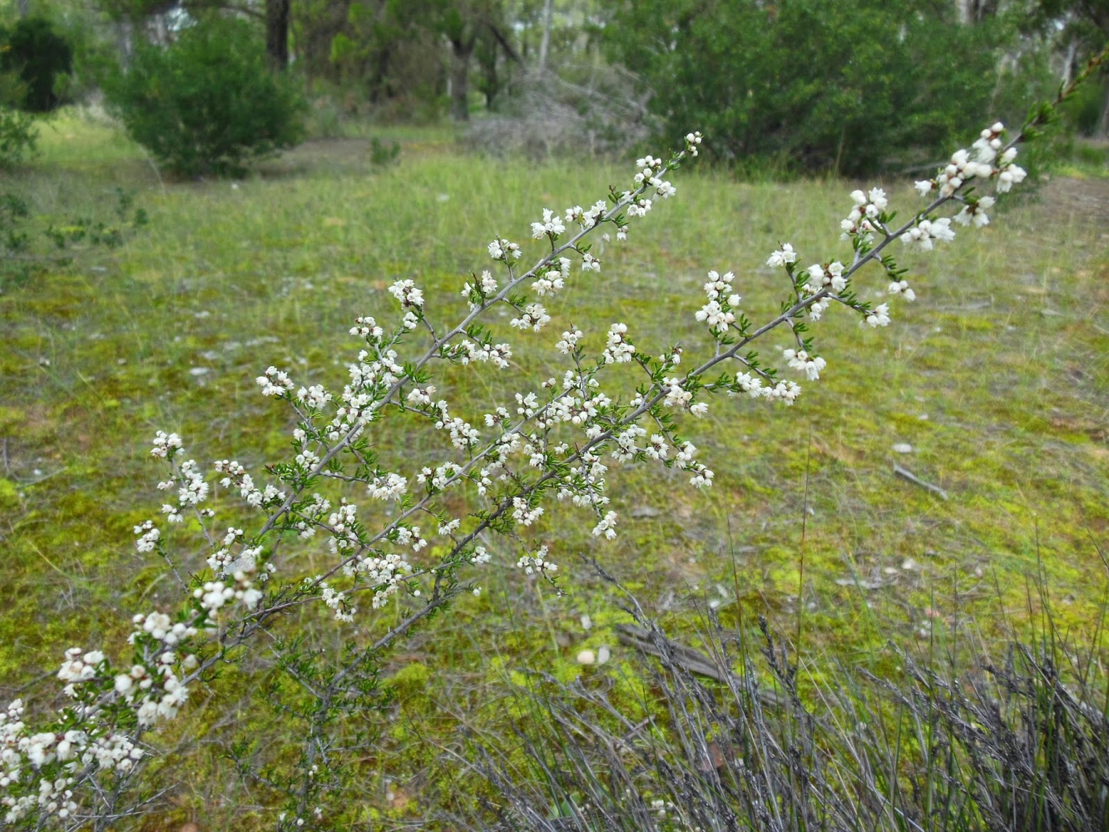 Australian Plants Society Northern Yorke Peninsula Group Flowering in
