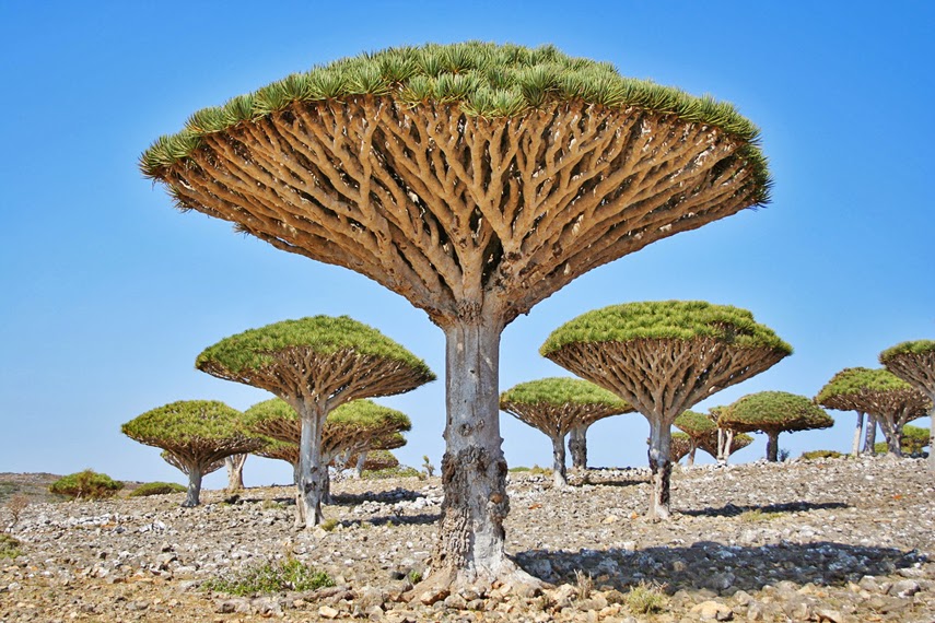 Me , Myself and Nurul Dragon's blood trees, Socotra, Yemen
