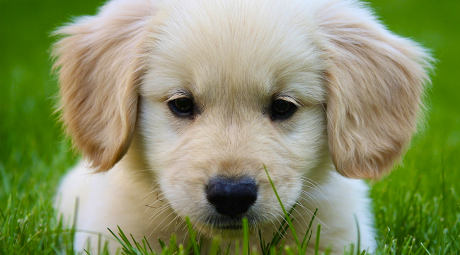 Golden Retriever Dog: April 2012