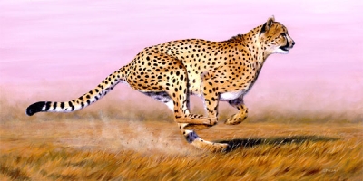 Contoh Soal Dan Materi Pelajaran 8 10 Binatang Paling Cepat Di Dunia