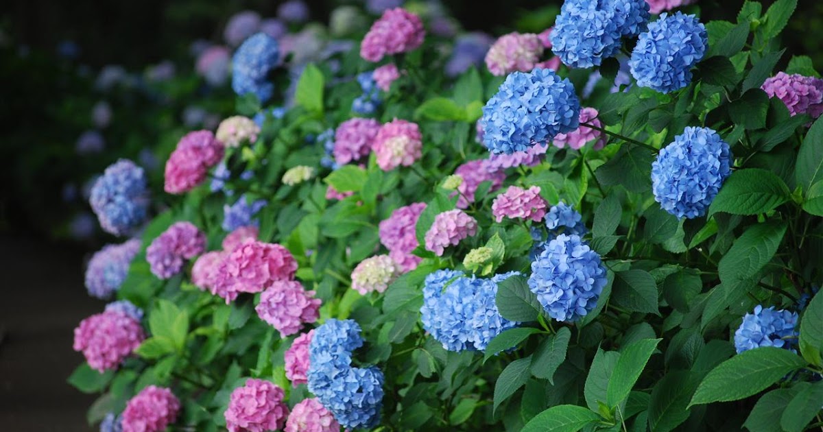 Palavra Simples: Hortência