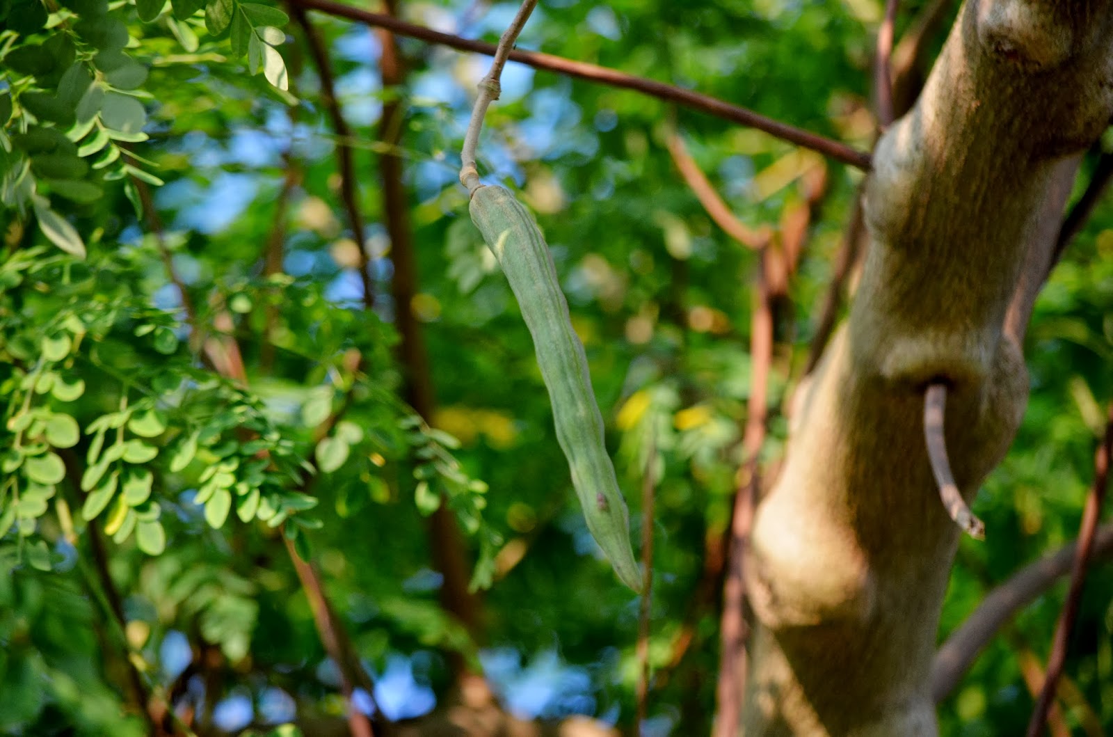 Laman Kambatik Plants list (4th ed.) Moringa oleifera (Moringa, Drumstick)