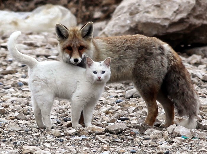 #2 Cat and a fox - Unusual Animal Friendships That Are Absolutely Adorable! #2 Cat and a fox - Unusual Animal Friendships That Are Absolutely Adorable!