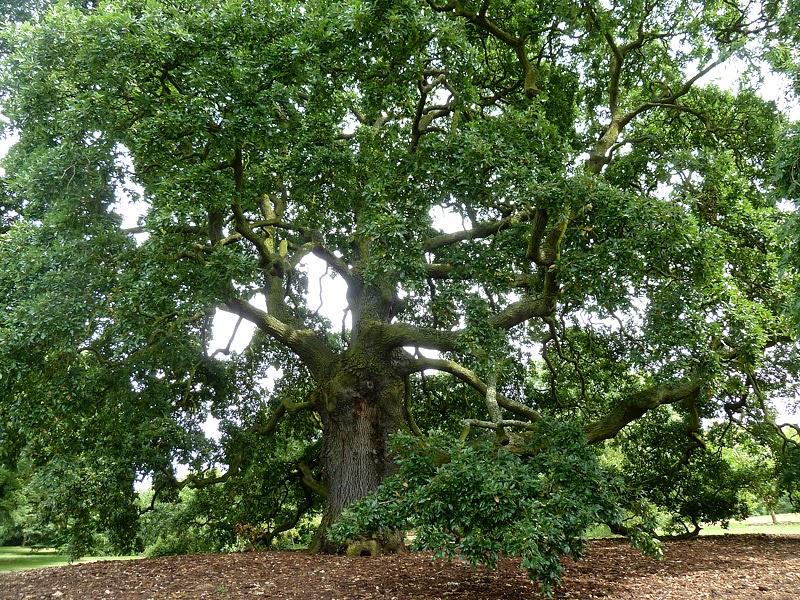 PASOS: Jardines de Londres II, Kew Gardens, 20 de julio