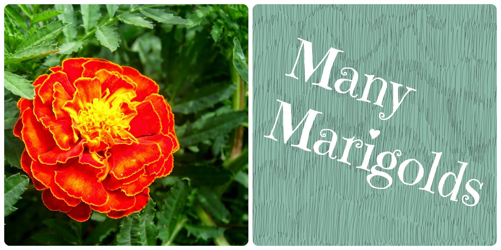 Many Marigolds 