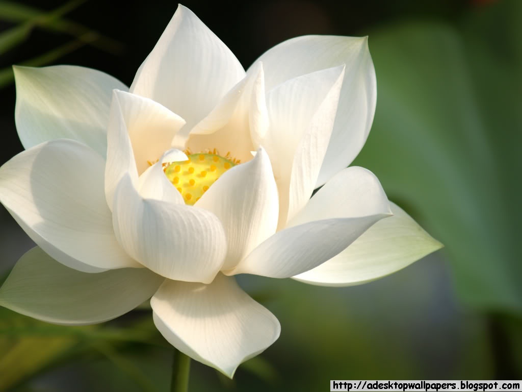 lotus flower desktop wallpapers a desktop wallpapers