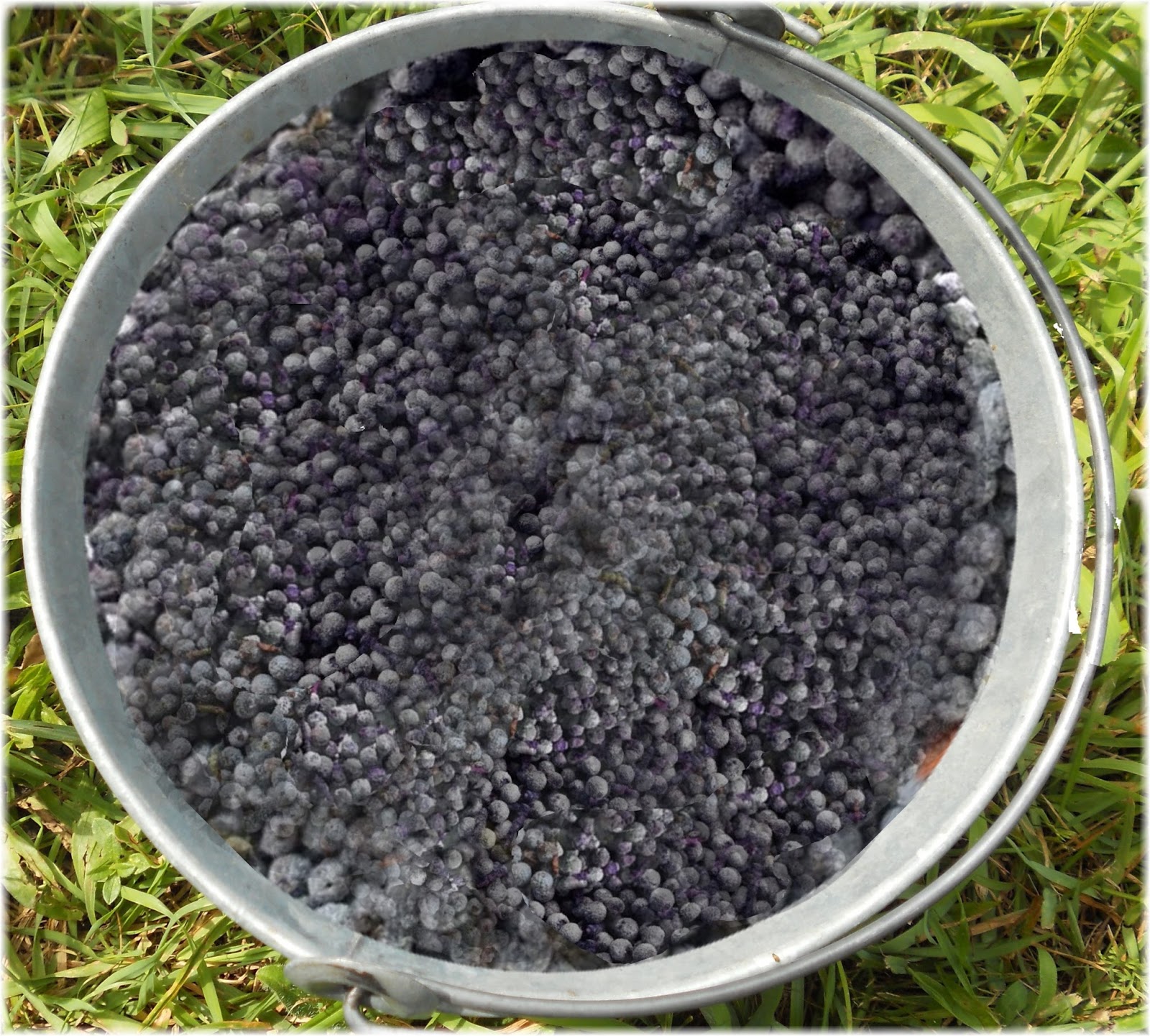 Soapsmith's Blog True Bayberry Candles A Colonial Tradition