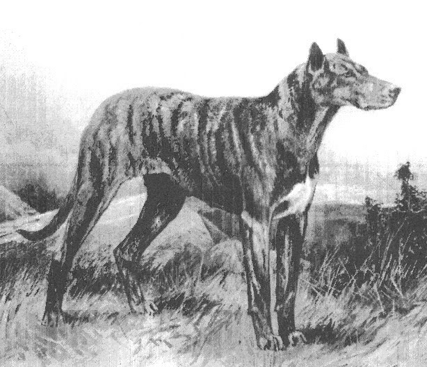 What Happens If You Give A Dog Gunpowder