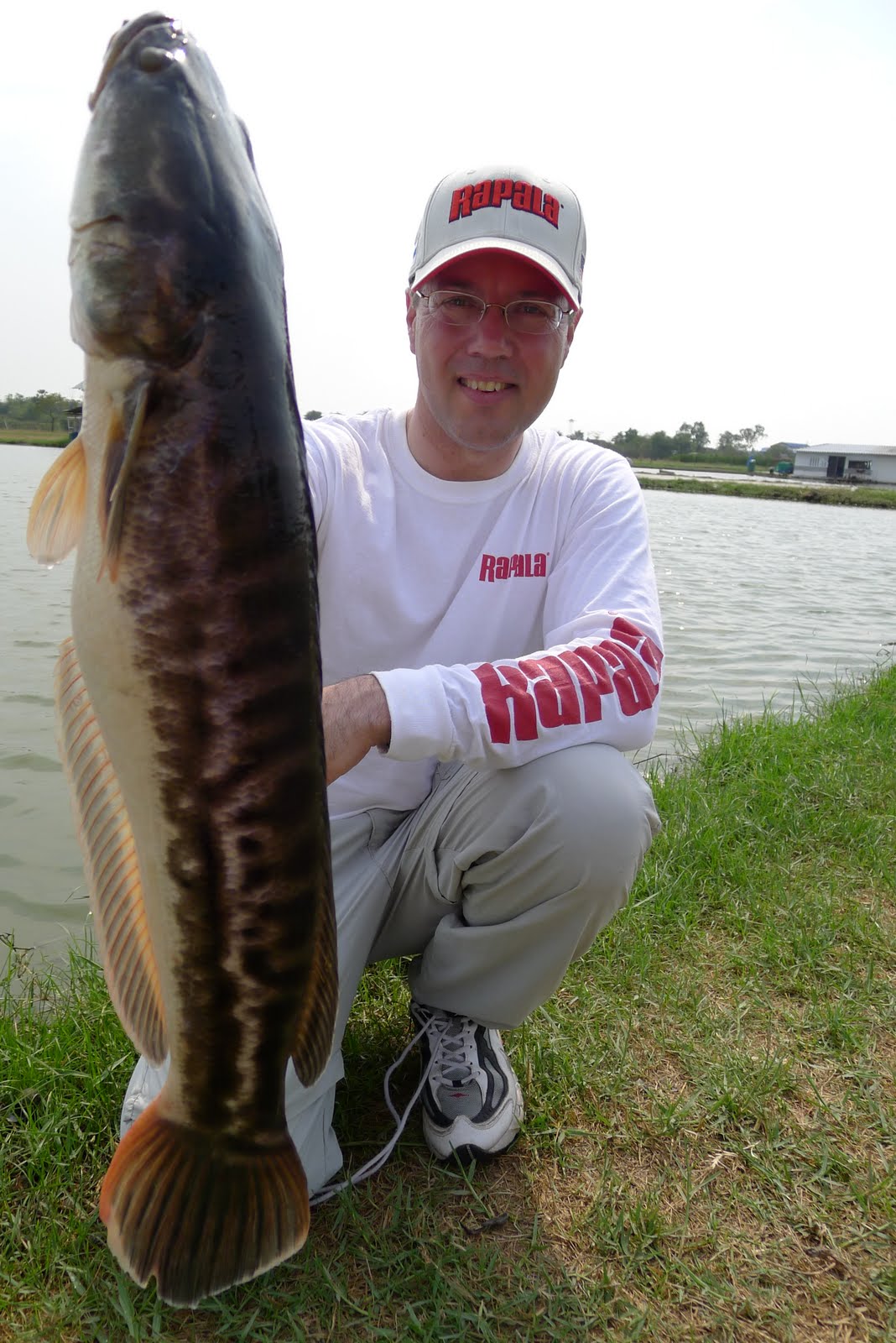 THE FISHING NEWS: GIANT SNAKEHEADS