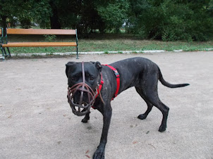 Muzzled Pit-bull in Auer-Welsbach Park near Schoenbrunn Palace in Vienna.