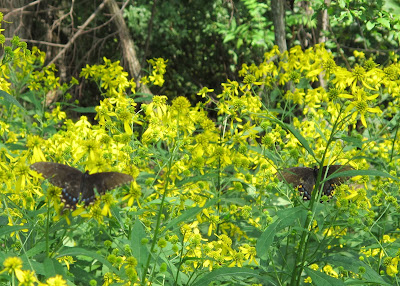 a couple of Black Swallowtails