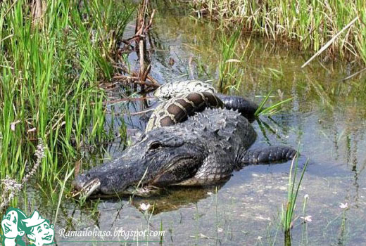 Fight+Between+Anaconda+vs+Crocodile ... moviecodec.com/vs-forum/saltwater-crocodile-vs-green-anaconda-71036/5
