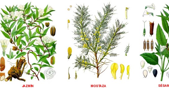 Html Imagenes Propiedades | plantas medicinales clasificaci 211 n de las plantas Html Imagenes Propiedades | plantas medicinales clasificaci 211 n de las plantas