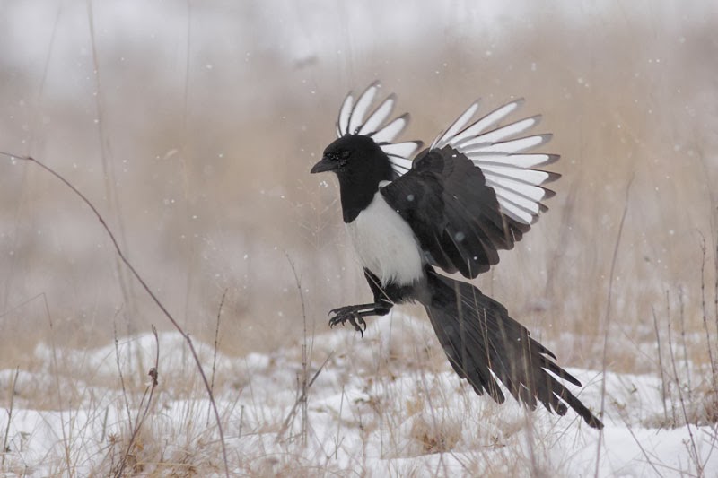 Magpie Pica pica photography by Iordan Hristov Magpie Pica pica photography by Iordan Hristov