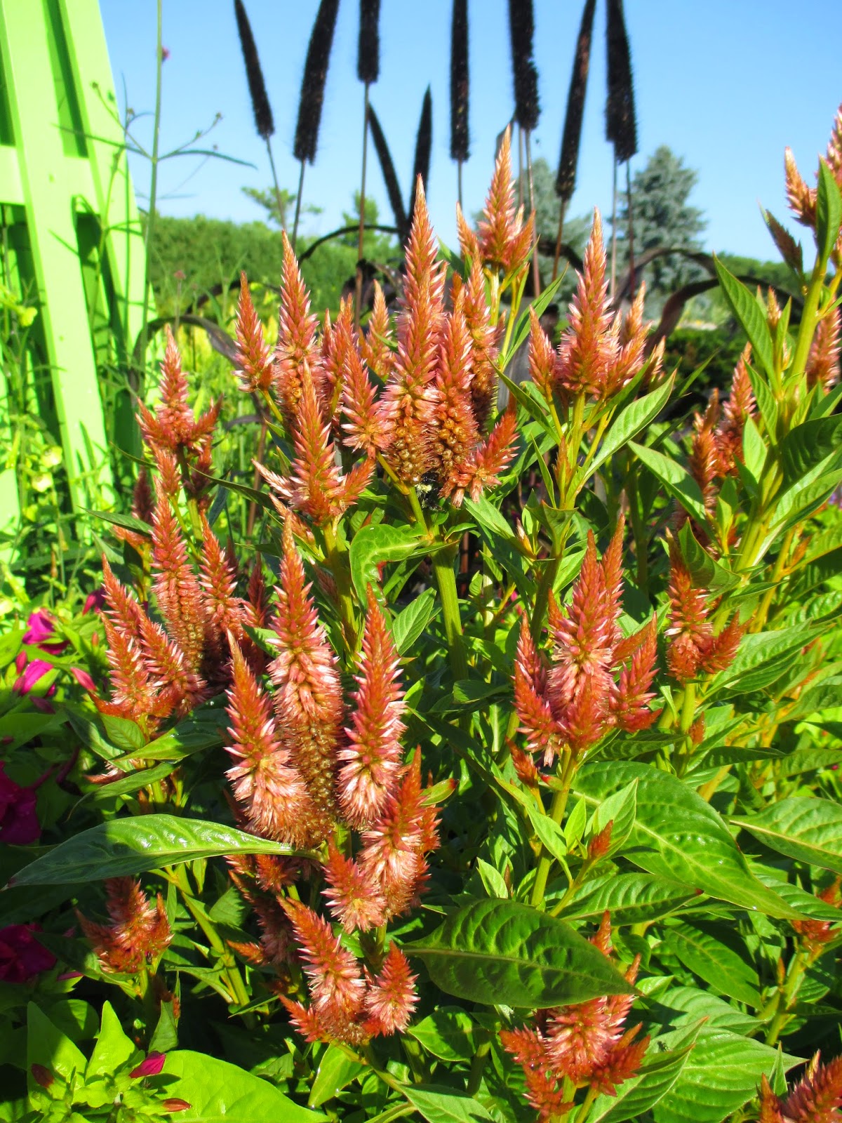 A Red Colour Spiky Bottlebrush Bush Callistemon Stock Photo