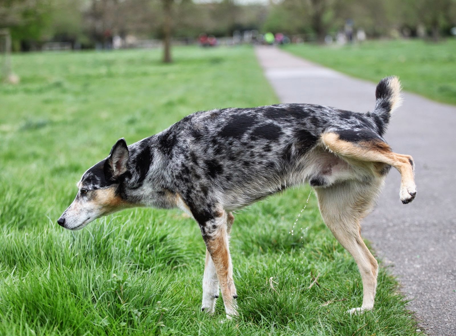 Mira las causas en orina con sangre en perros - Super 4 Patas