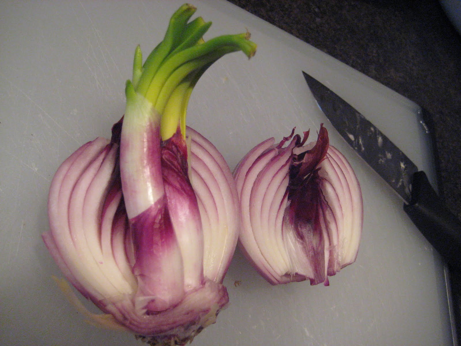 Anktangle Growing Sprouted Onions