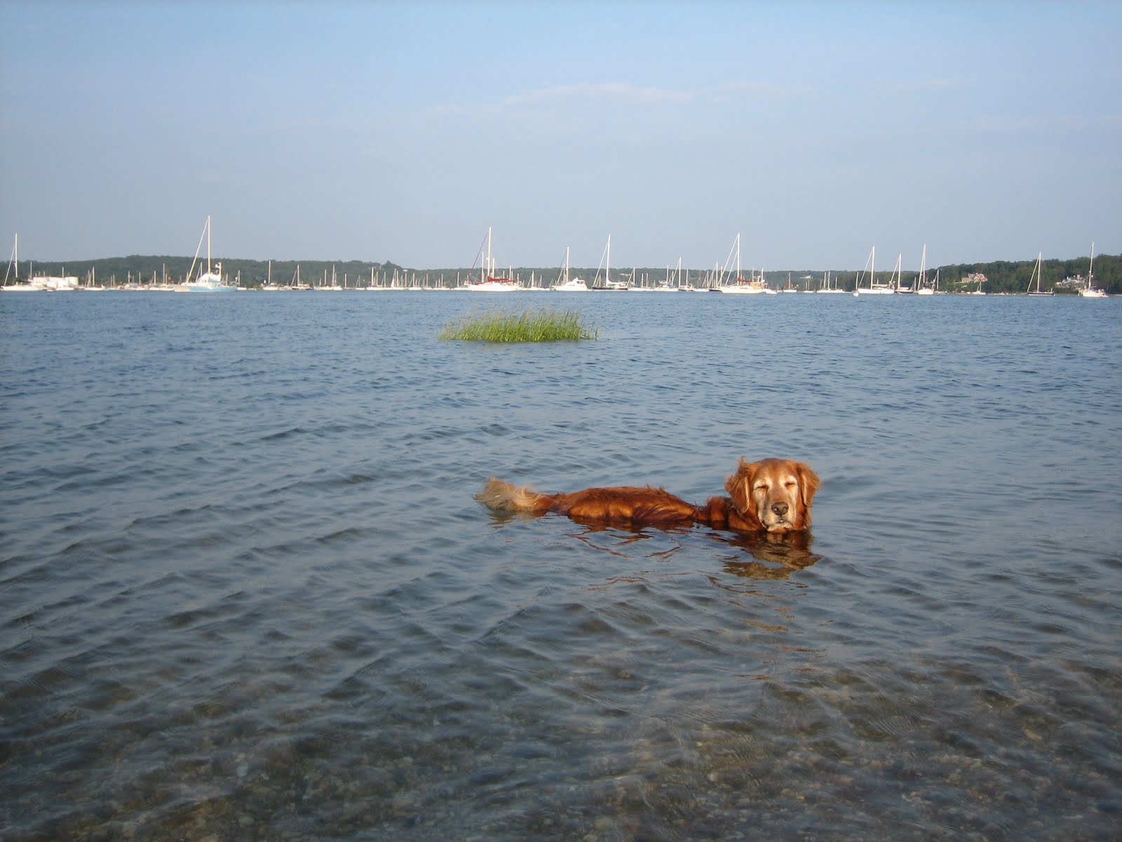 Scott Michelle Voyage Oyster Bay, New York