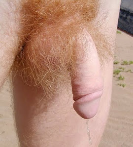 a very hairy red bush