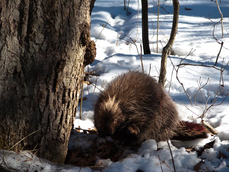 Magic Light Photography Porcupine Hunting Learning About Your Subject