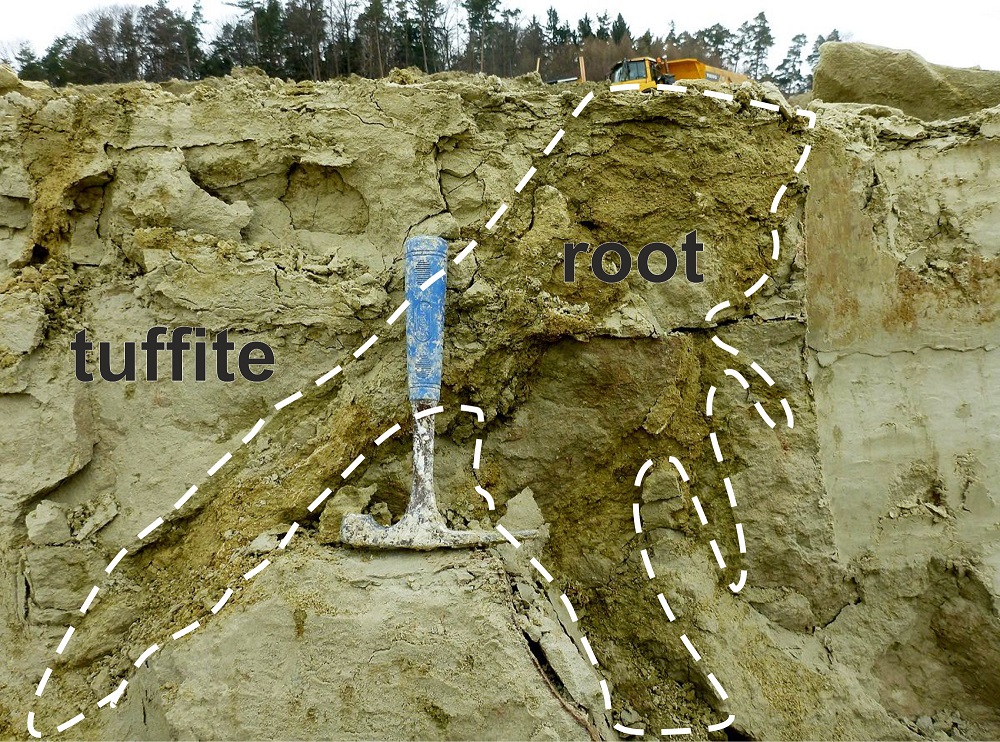 The Lost Geologist Fossil roots in tuffites & bentonite deposits