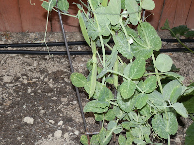 GG's Creative Corner: ~ ~ ~ How Does Your Garden Grow??