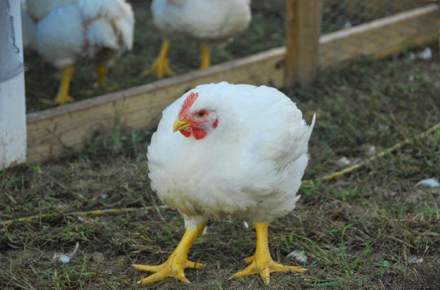 white jersey giant rooster