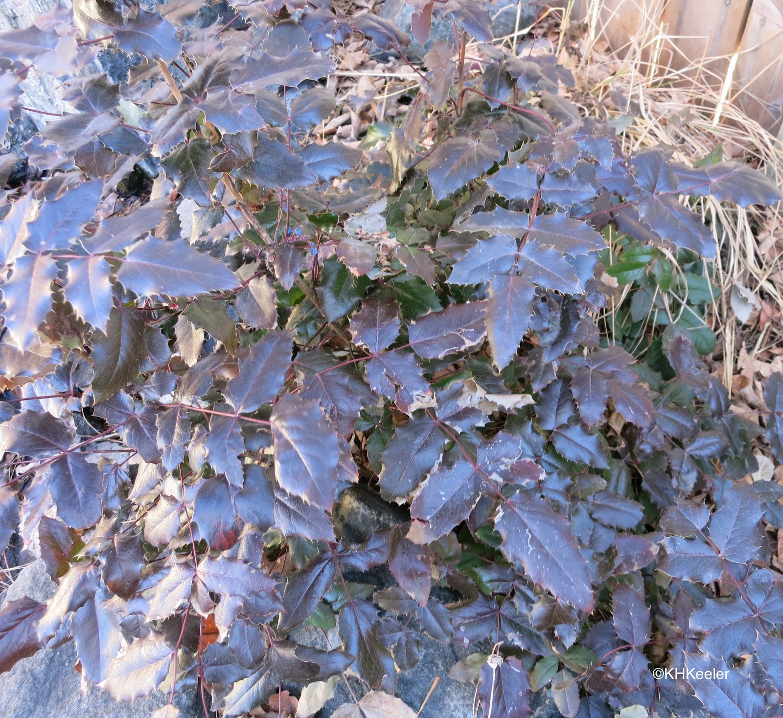 A Wandering Botanist Plant Story Creeping Hollygrape Berberis