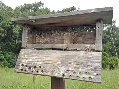 Retired--Now What?: Bluebird Nesting Box Addendum