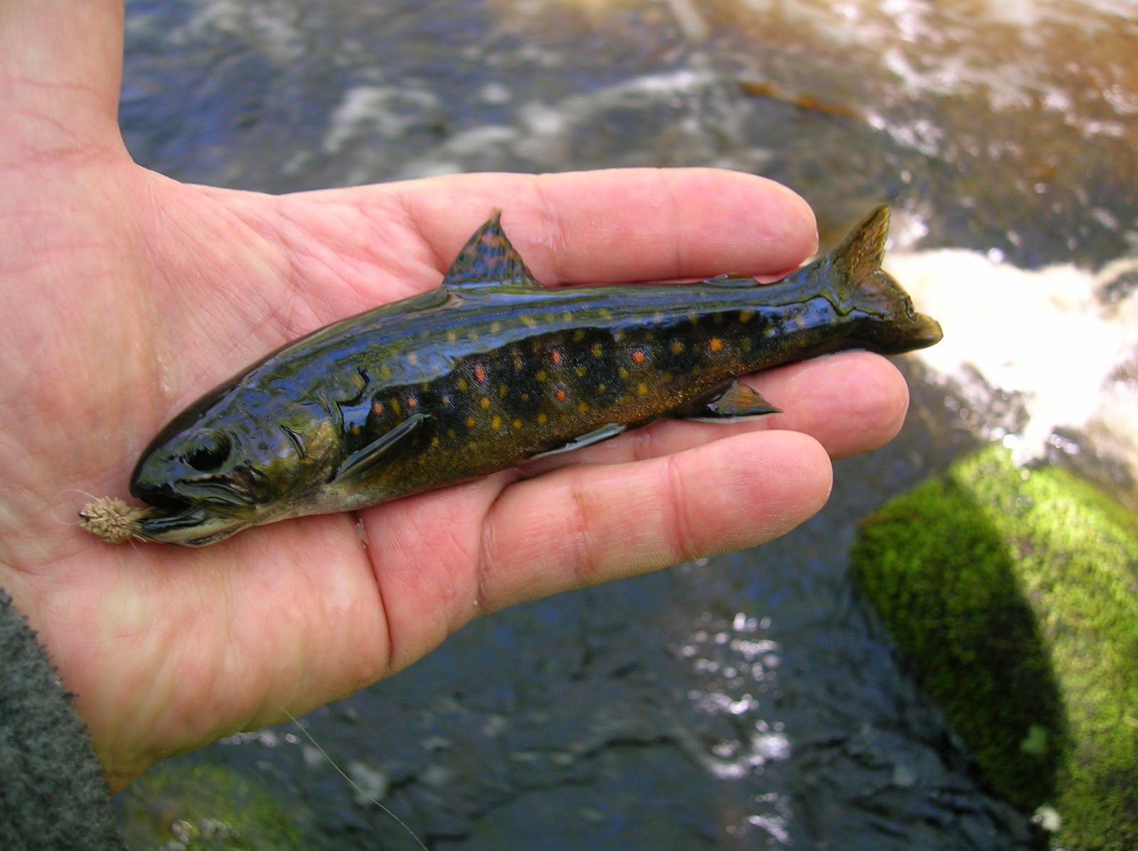 Small Stream Reflections Connecticuts "Dark Brook Trout"