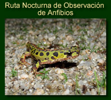 http://iberian-nature.blogspot.com.es/p/ruta-tematica-observacion-de-anfibios.html