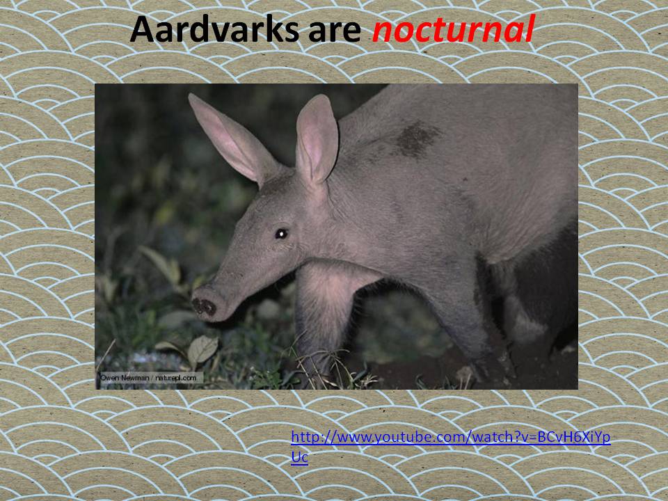 Mrs. Whillier's Wonder kids!: The Aardvark who wasn't sure