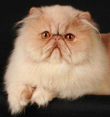 best of cat my top collection best cat pics best of cat my top collection best cat pics