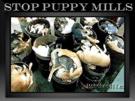 indiana puppy mill rescue newportbeachpuppymill inhumane newport pet store cruelty indiana puppy mill rescue newportbeachpuppymill inhumane newport pet store cruelty