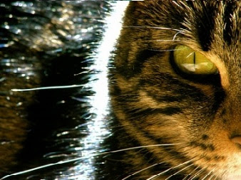 Cat's Eye - Three short films (1985)