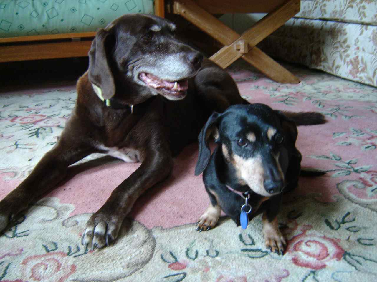 Bicontinental Dachshund Air Hump The Official Dachshund Airline