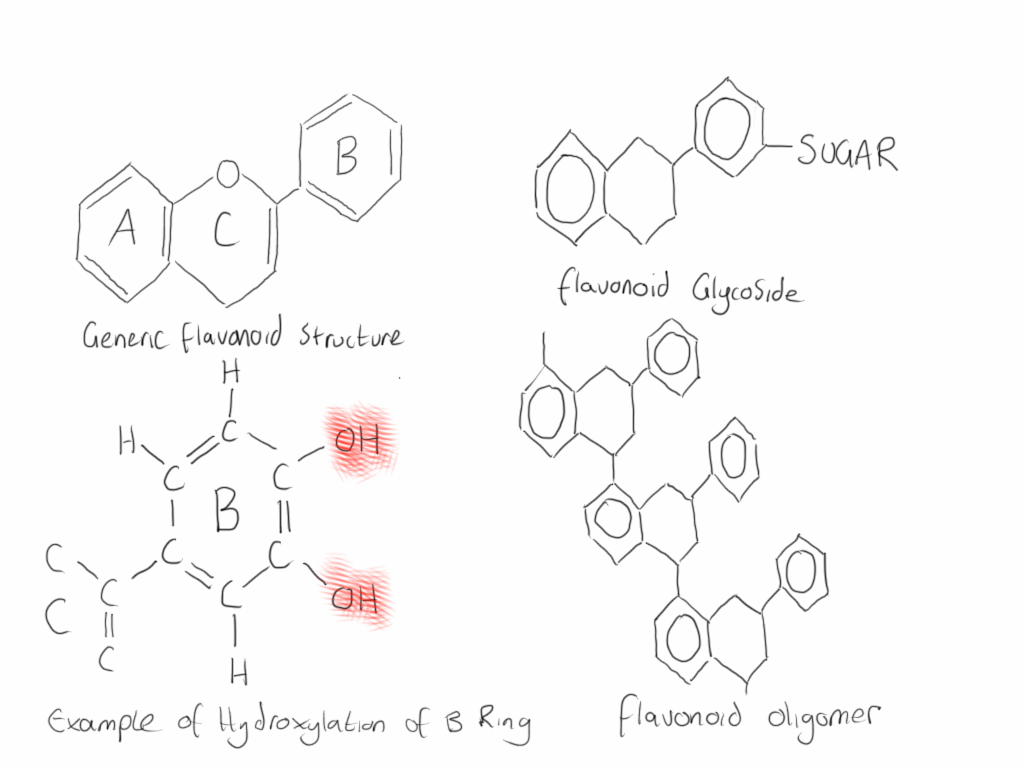 Flavonoid Structure Explained