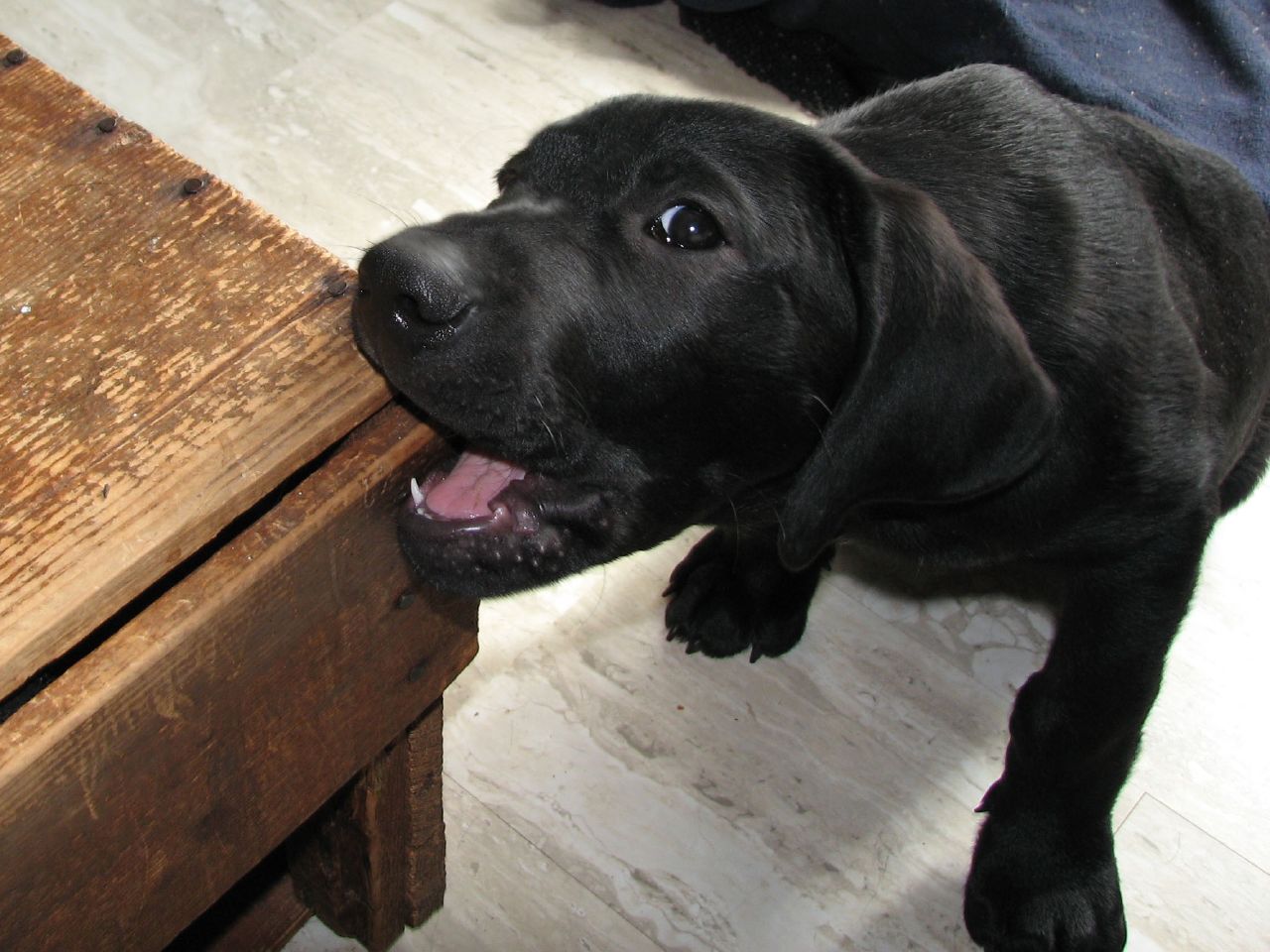 Cute Dogs: Cute Black Labrador retriever for Black Lab Dog Male
117dqh Cute Dogs: Cute Black Labrador retriever for Black Lab Dog Male
117dqh