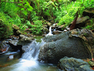 (Puerto Rico) – El Yunque tropical rainforest