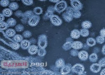 فيروس عملاق يعود للحياة بعد 30 ألف سنة فيروس عملاق يعود للحياة بعد 30 ألف سنة