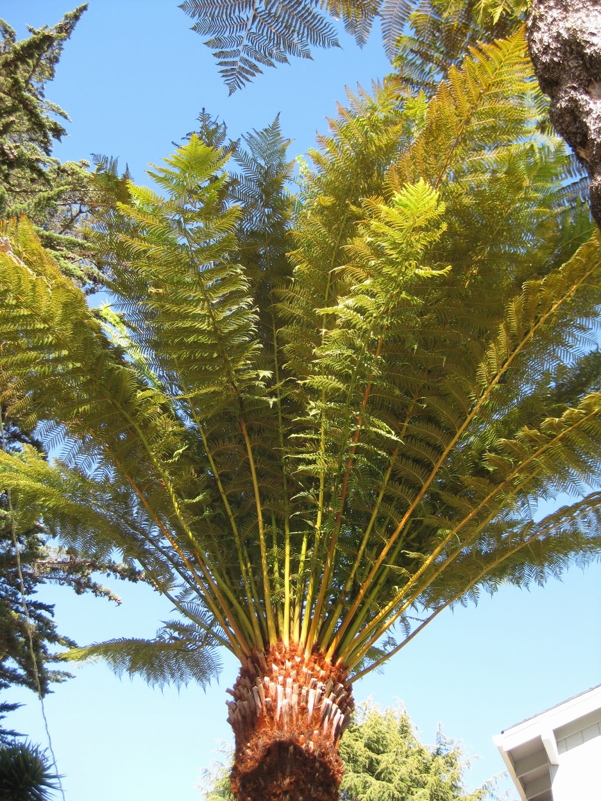 Trees of Santa Cruz County Dicksonia antarctica Tasmanian Tree Fern